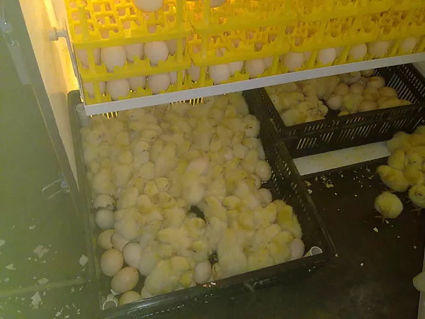 Egg Incubator